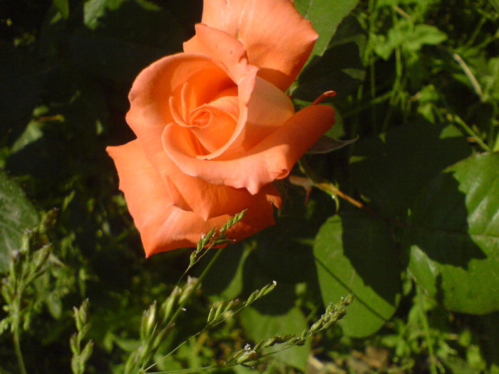 DSC01005 - Trandafiri