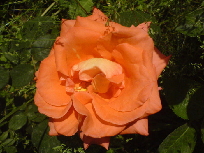 DSC01008 - Trandafiri