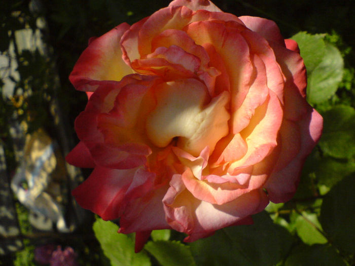 DSC01009 - Trandafiri