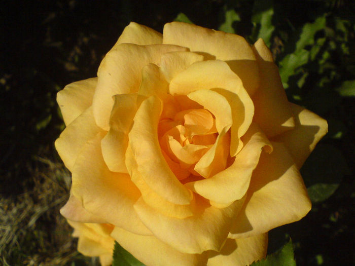 DSC01019 - Trandafiri