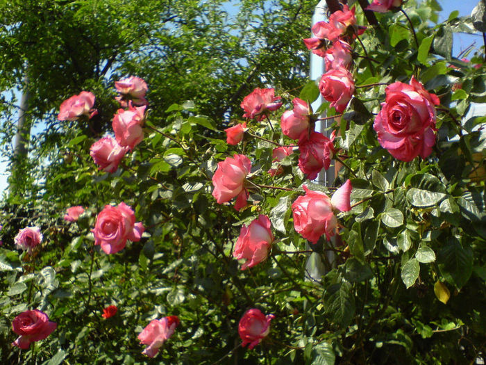 DSC01029 - Trandafiri