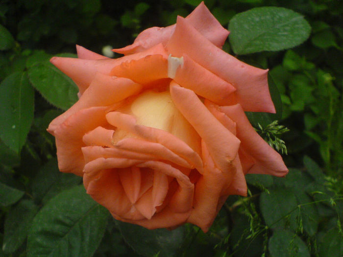 DSC01069