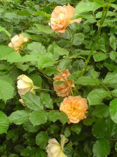DSC01073