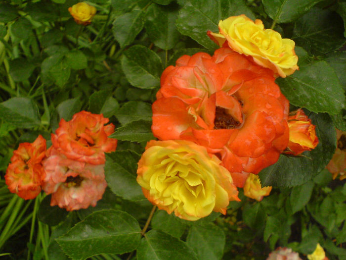 DSC01075