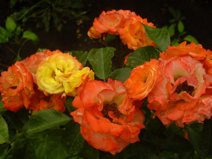DSC01076