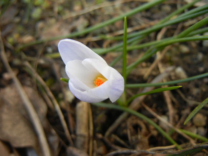 Crocus Blue Pearl (2013, February 28) - Crocus Blue Pearl