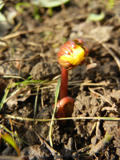 Winter Aconite (2012, February 28) - ERANTHIS Hyemalis_Aconite