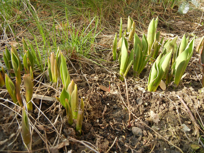 Tulips_Lalele (2013, February 28) - 02 Garden in February