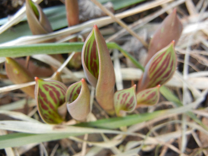 Tulips_Lalele (2013, February 28) - 02 Garden in February