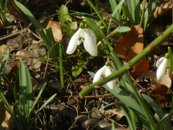Snowdrops (2013, February 28) - GHIOCEI_Galanthus nivalis