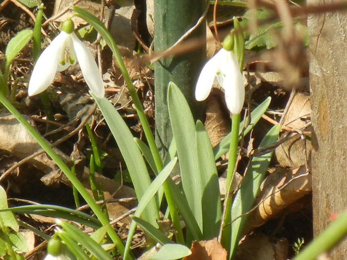 Snowdrops (2013, February 28)