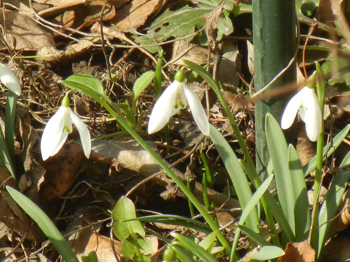 Snowdrops (2013, February 28)