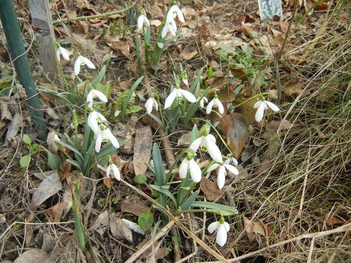 Snowdrops (2013, February 28) - GHIOCEI_Galanthus nivalis