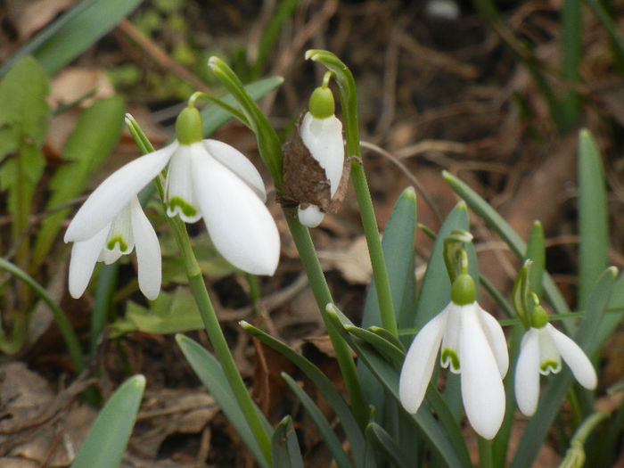 Snowdrops (2013, February 28) - GHIOCEI_Galanthus nivalis