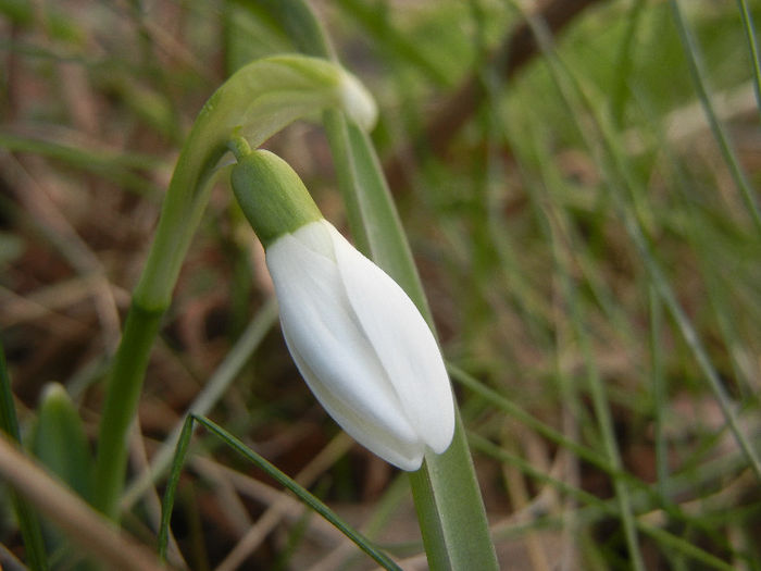Snowdrop (2013, February 28) - GHIOCEI_Galanthus nivalis