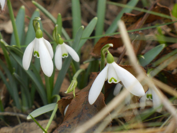 Snowdrops (2013, February 28) - GHIOCEI_Galanthus nivalis