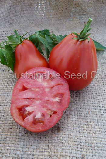 TOMATE RED TRUFFLE - TOMATE RED TRUFFLE