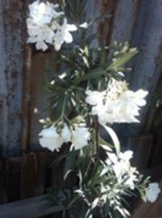 leandru alb dublu (parfumat); a facut atatea flori ca a trebuit sa il leg sa nu se franga, dragutul...
