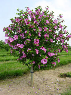 trandafir de siria copac