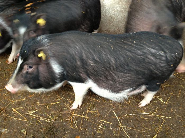 IMG_0069 - VIETNAMEZI 0765510140