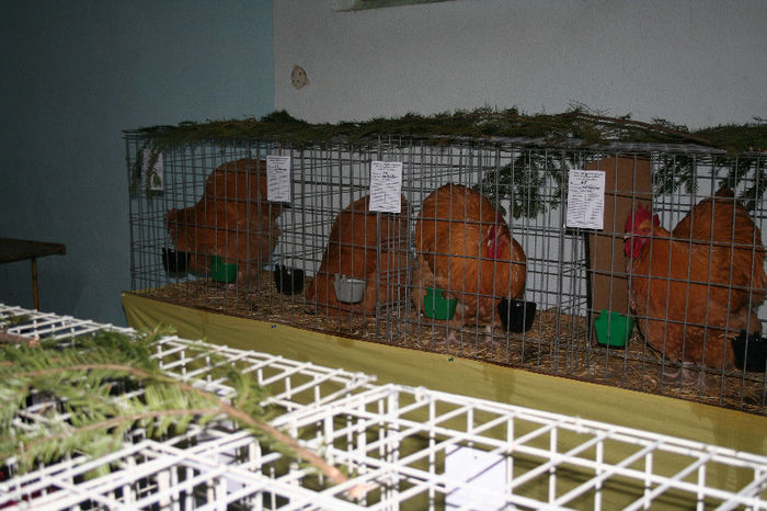 expo Brasov 2013 - ORPINGTON