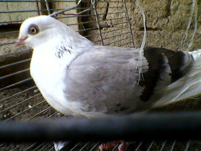 Ady91-0002