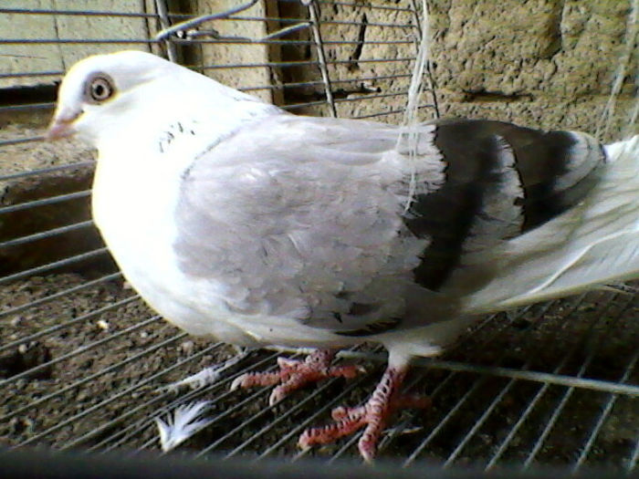 Ady91-0003