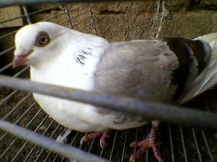 Ady91-0004