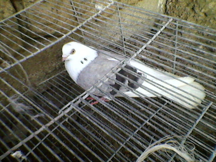 Ady91-0008