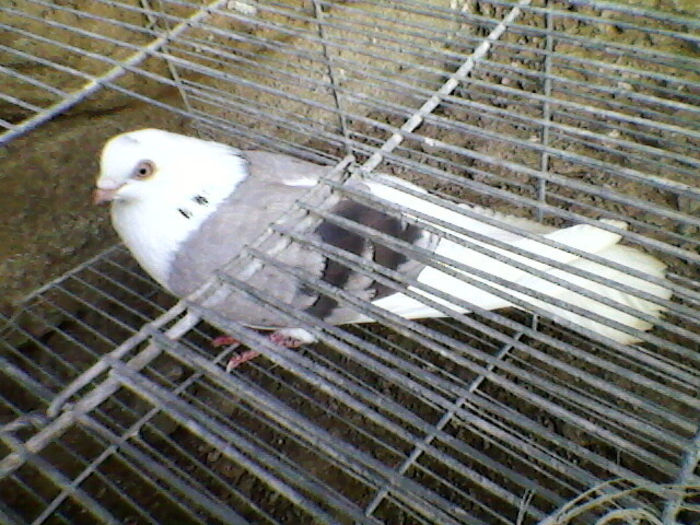 Ady91-0009