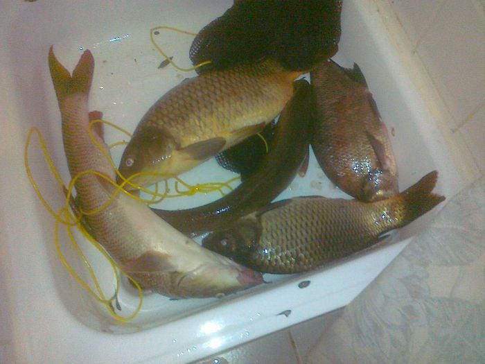 12082012399 - La Pescuit