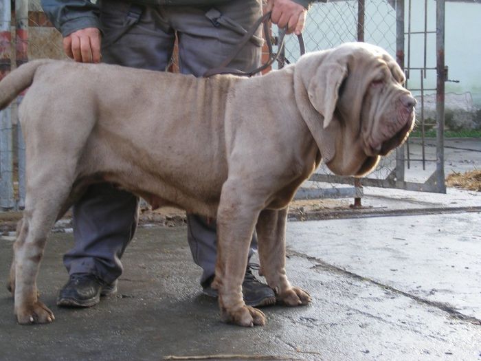 DSCF3029 - 19 mastino napoletano nascuti la data de 23 02 2013