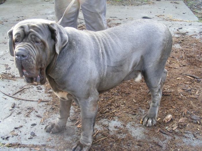 DSCF3050 - 19 mastino napoletano nascuti la data de 23 02 2013