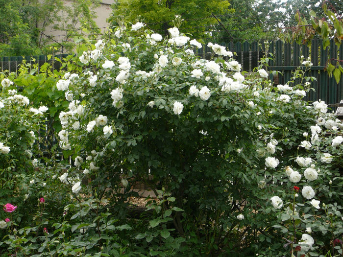 P1140880