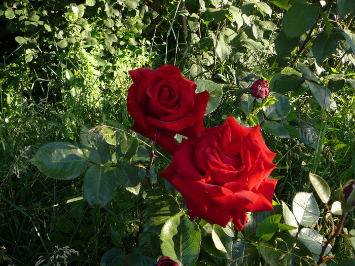 Dame De Coeur