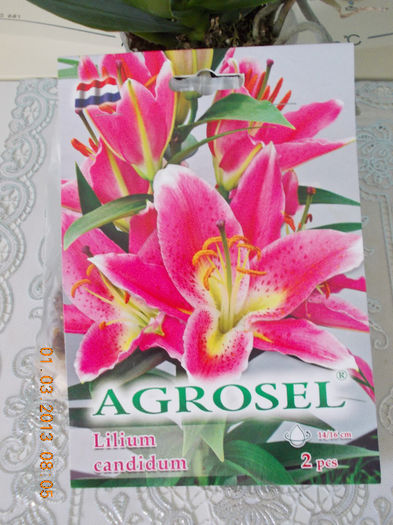 1 martie 2013-flori 016