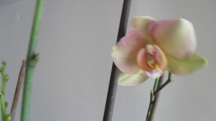 Prima floare de phala pe 2013 001