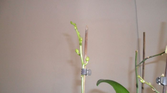 Prima floare de phala pe 2013 002