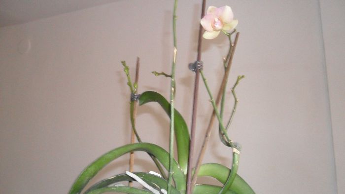 Prima floare de phala pe 2013 003