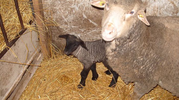 metis carabas cu merinos are 1zi - OI - cap negru de teleorman - CARABASA