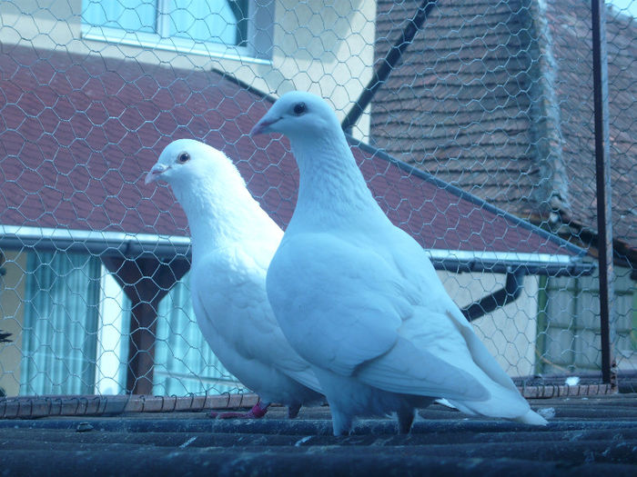 tineret 2012 - PORUMBEI VOIAJORI ALBI