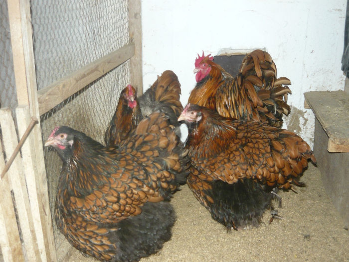 Fam 2-2013 - ORPINGTON