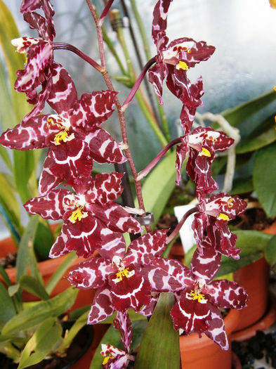 Odontioda Stirbic Red