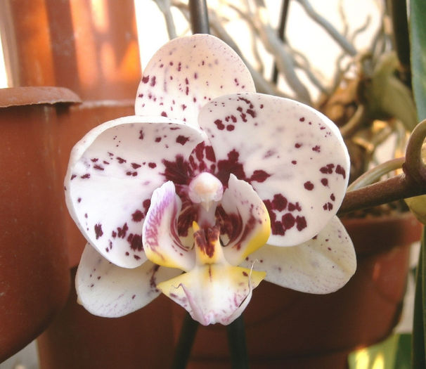 P3010003 - Reinfloriri orhidee 2013