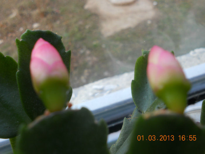 DSCN2711 - Schlumbergera 2012-2013