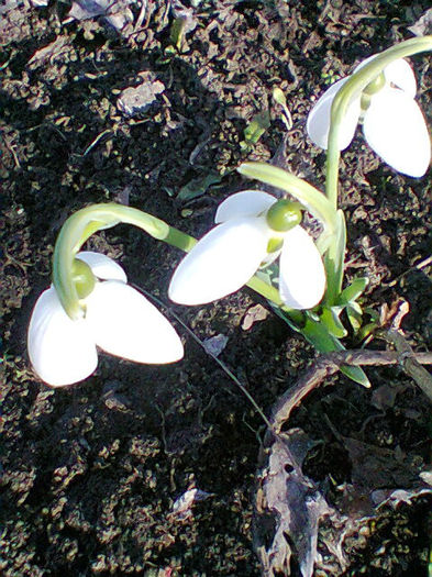 Fotogr.0141 - flori de gradina