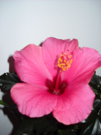 1 MARTIE-cairo rosa - HIBISCUS- 2013