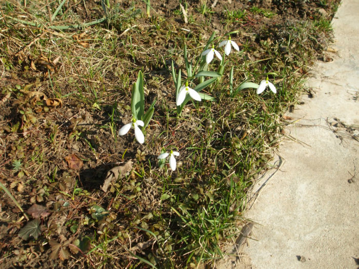 DSCF0138 - ianuarie-februarie 2013