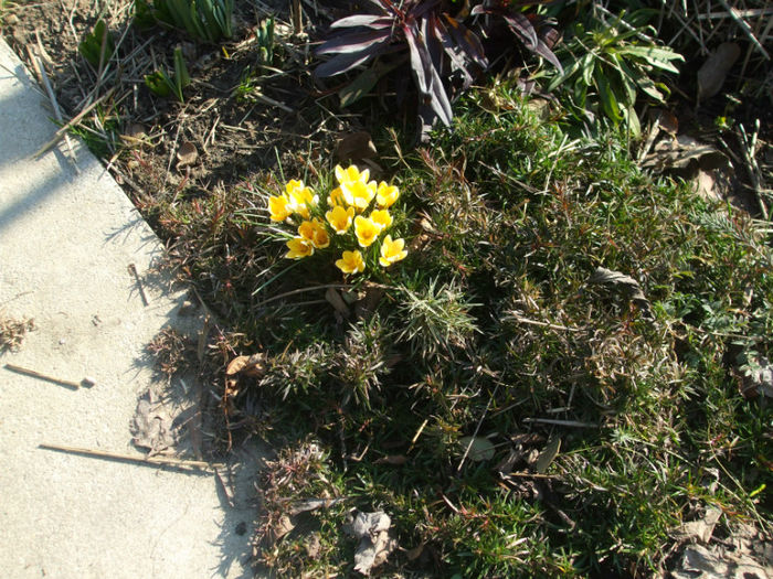 DSCF0139 - ianuarie-februarie 2013