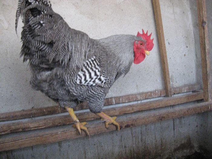 schimb sau vand cocos plymouth